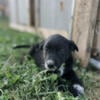 Lab/Blue Heeler puppies for sale