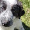 English Shepherd x Great Pyrenees pups