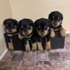 Purebred Rottweiler puppies