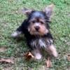 Yorkshire Terrier CKC registered.