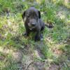 Great dane hound puppies