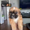 Shih Tzu FurBaby Now Available for furever home