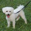 Adult Bichon Frise 