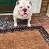 Female English bulldog 