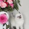 Ragdoll kittens