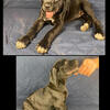 AKC & ICCF Cane Corso Puppies – Champion Bloodlines – Fort Worth, TX