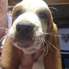 Basset hound pups