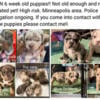 STOLEN 6 week old puppies 