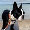 Boston terrier adult male