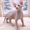 ✨RARE MINK TABBY SPHYNX BOY – NOW AVAILABLE!  ✨