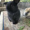 Adorable Bunnies For Sale