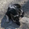 AKC German Shepherd stud service