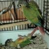 Green Cheek Conures. Hand-Fed Hand-Tame Babies