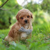 Ollie Male Maltipoo