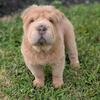 Chinese Shar-Pei Puppy