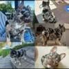 Adult French bulldogs chocolate Merle tan point blue eyed, blue brindle, chocolate tan point 