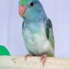 Parrot lets Young birds hatched 2024.