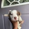 Puppies for sale