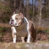 American Bully Puppies - Champion Pedigree - ABKC Registered