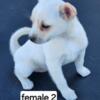 Pomchi' puppies for sale