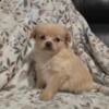 Pomeranian Puppys 8 weeks