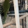 Beautiful Indian Ring Neck Parrots