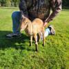 American nubian buck ready for a new home