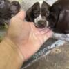 Feathers day special German Shorthair Pointer pups