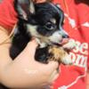 Chihuahua puppies for sale