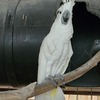 Healthy Umbrella Cockatoo Male