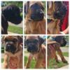 Beautiful Boerboels Pups