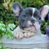 Nessy French Bulldog female puppy for sale. $2,290