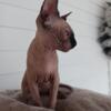 SOLD Sphynx female kitten available 12 weeks old, vet checked and ready for your home