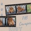 Rudy Male F1B Cavapoo