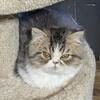 Persian Black Tabby & white, Male