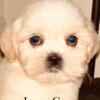 Beautiful Shih Tzu puppies available now