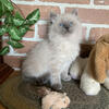 TICA Purebred Blue Point Ragdoll female kitten SOLD