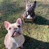 AKC Frenchie Puppies