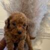 F1b cavapoos puppies for sale