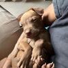 Pitbull puppy
