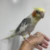 Older Tame Cockatiel Male