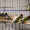 Gouldian Finches Various Colors