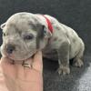 Pocket bullies