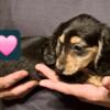 AKC Miniature Dachshund