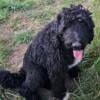 Beautiful,  Sweet GREAT BERNEDOODLE  Noel 