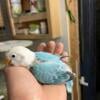 Babys opaline. Green and blue.