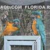 PARENT REARED BLUE THORAT MACAWS THREE OFFSPRING