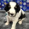 Bernedoodle puppies 6girls 2boys