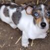 Blue eyed male miniture Dachshund