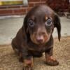 Male AKC & CKC Miniature Dachshund